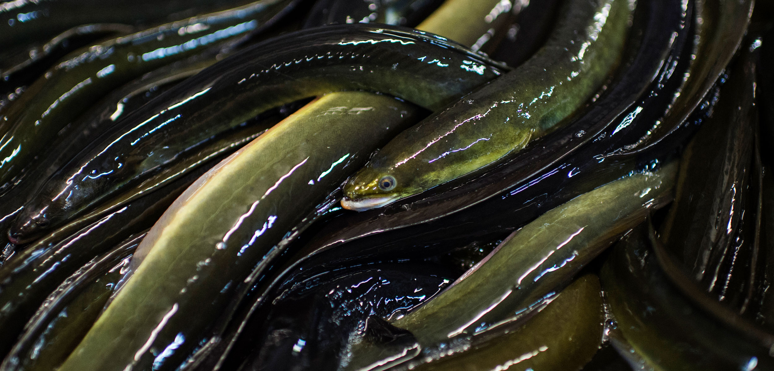 Pickled Eels